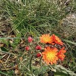phoca_thumb_m_jestbnk oranov Fotogalerie